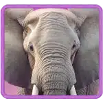 safari-wilds_symbol_h_elephant_a